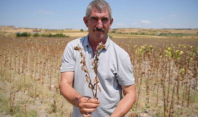 Trakya Birlik'in ayçiçeği avans fiyatına tepki: "Çiftçi şokta"