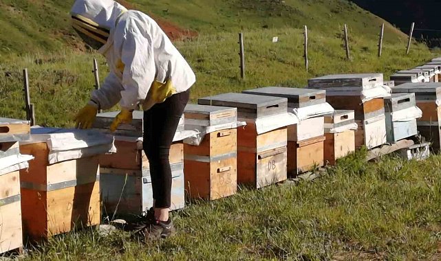 Tunceli Arıcı Yetiştiricileri Birliği bal alım fiyatlarını açıkladı