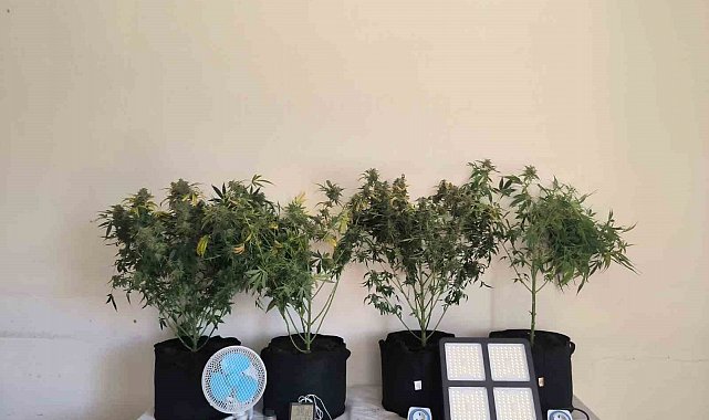 Tunceli'de jandarmadan uyuşturucu operasyonları: 10 gözaltı