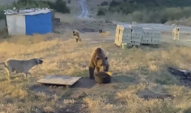 Tunceli'de karakolun davetsiz misafiri: Bozayı