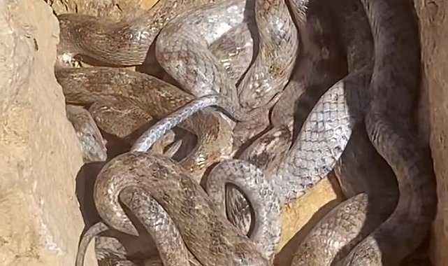 Tunceli'de yumak halinde görüntülenen yılanlar şaşırttı