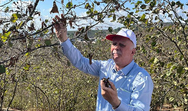 TZOB Genel Başkanı Bayraktar, Sakarya'da kuraklıktan zarar gören fındık bahçelerini inceledi