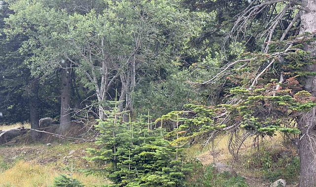 Uludağ 10 dakikalık yaz yağmuruyla serinledi