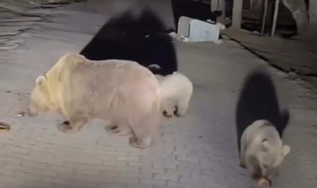 Uludağ'da ayıları görmek isteyen vatandaşlardan tehlikeli hareketler