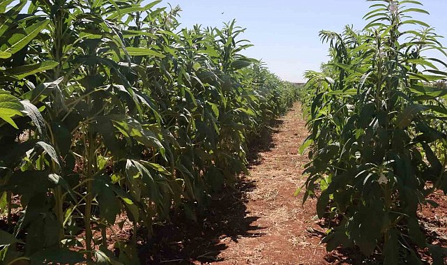 Urfa susamı yeniden tezgahlara inecek