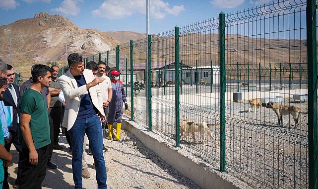 Vali Çelik: "Sokak hayvanları için güvenli, sağlıklı yaşam alanları oluşturuyoruz"