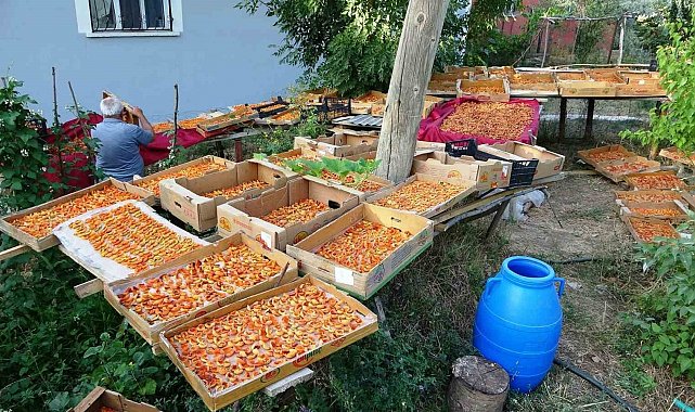 Van'da kayısı kurutma dönemi başladı
