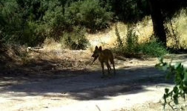 Yaban hayatı fotokapana yakalandı