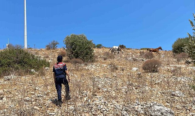 Yaban hayatın son sığınağında jandarmadan denetim