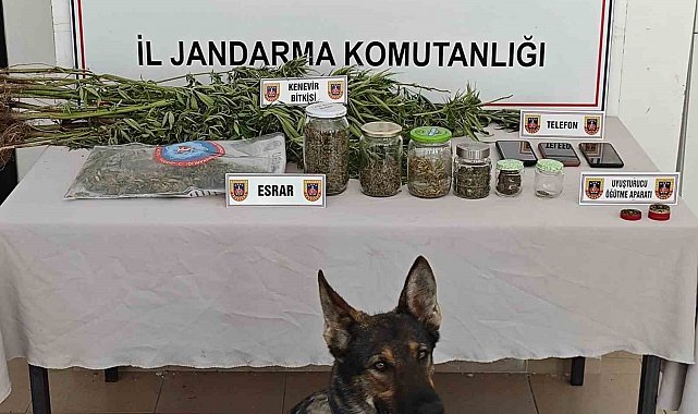 Yalova'da ormanlık alanda yasa dışı kenevir ekimi yapan 3 şüpheli yakalandı