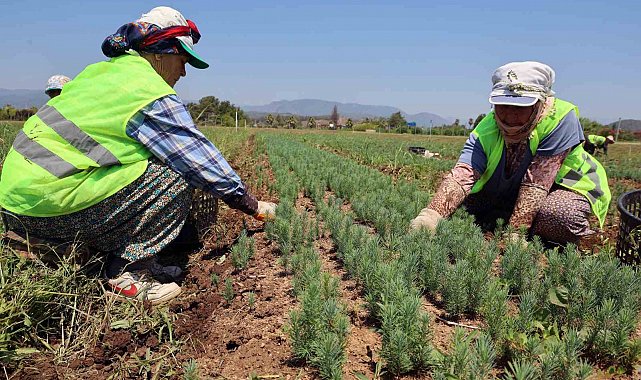 Yanan sahaların fidanları hazır