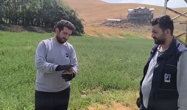 Yaralı baykuş ekipler tarafından kurtarıldı