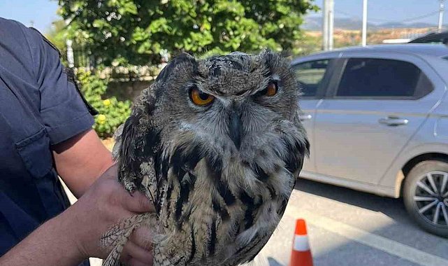Yaralı bulunan baykuş koruma altına alındı