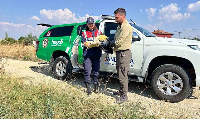 Yaralı leyleğin imdadına jandarma yetişti