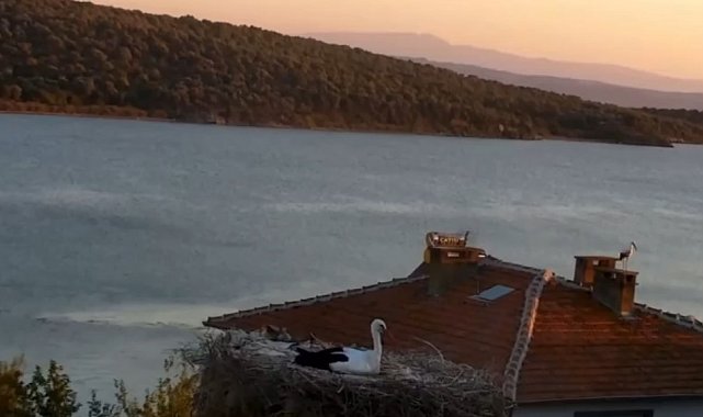 Yaren Leylek depremi önceden hissetti