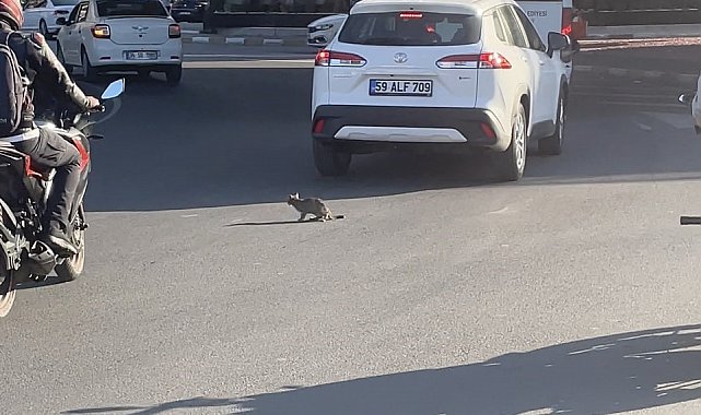 Yavru kedi trafikte sürücülere zor anlar yaşattı