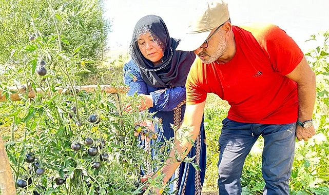 Yüksekova'da siyah domates 2 senedir aynı çiftçi tarafından yetiştiriliyor