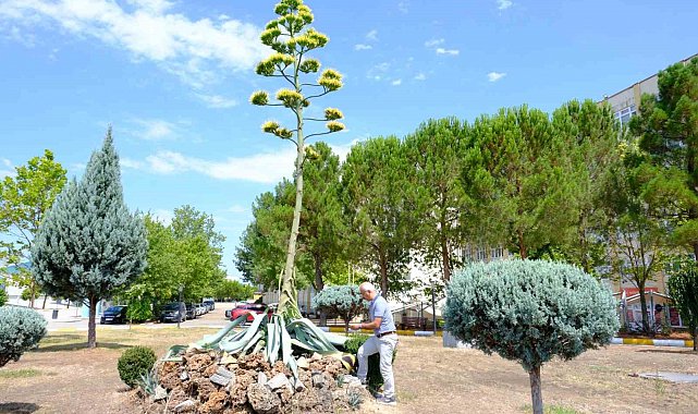 Yüzyılın çiçeği 'Sabır' Balıkesir'de açarak, gerçek oldu