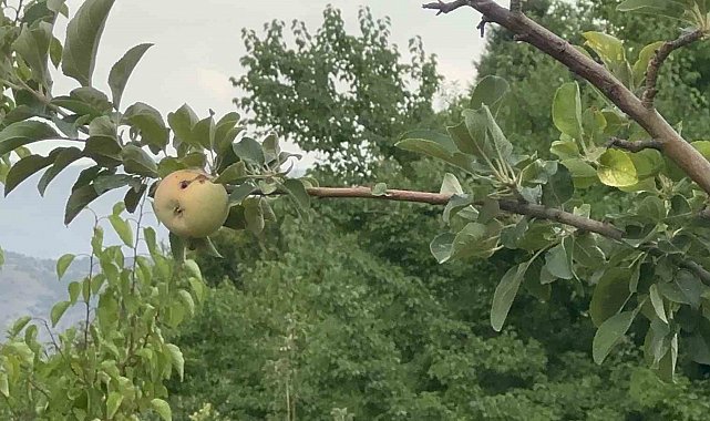 Yüzyılın donu meyve hasadını vurdu: 10 dönümde sadece bir çürük elma kaldı