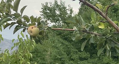 Yüzyılın donu meyve hasadını vurdu: 10 dönümde sadece bir çürük elma kaldı