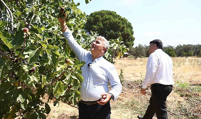 Zeytinlikler arasındaki 'bal'lı lezzet: Havran siyah inciri
