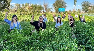 100 yılık ata tohumuyla ilk hasat yapıldı