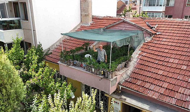 18 metrekarelik terasını 200 fideyle bahçeye çevirdi, 8 saatini burada harcıyor