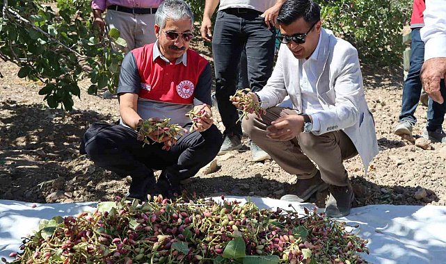 Adıyaman'da Antep Fıstık hasadı başladı