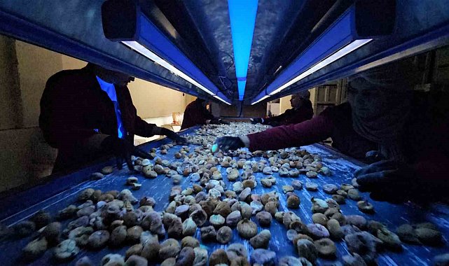 Aflatoksinli incire geçit yok