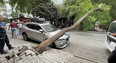 Ağaç otomobilin üzerine devrildi