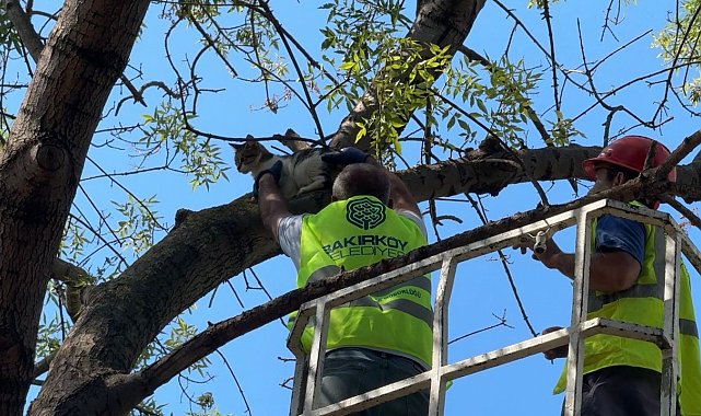 Ağaçta 3 gündür mahsur kalan kedi kurtarıldı