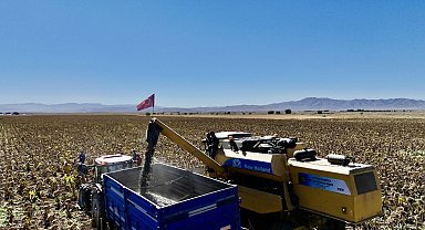 Ağrı'da ayçiçeği üretiminden 758 milyon TL'lik kazanç bekleniyor