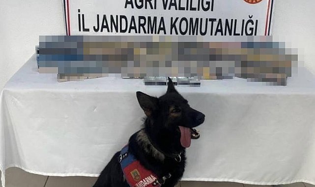 Ağrı'da bin 227 paket gümrük kaçağı sigara ele geçirildi