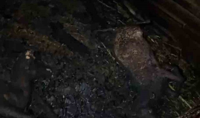 Ahır yandı, 7 hayvan telef oldu