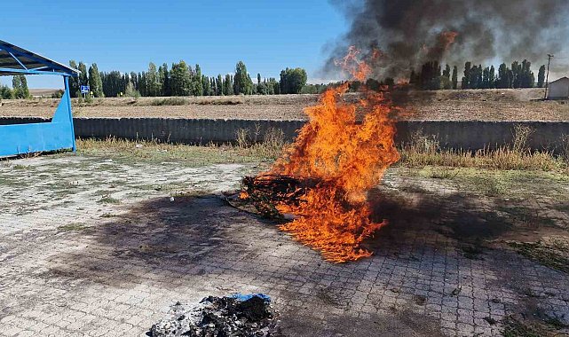 Alaca'da ele geçirilen 21 kök kenevir imha edildi