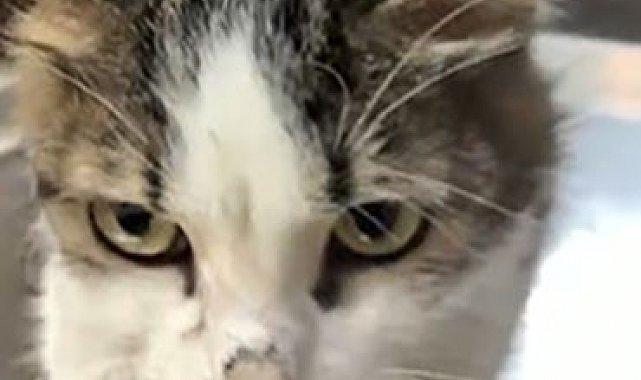 Alanya'da yaralı kediye çene ameliyatı