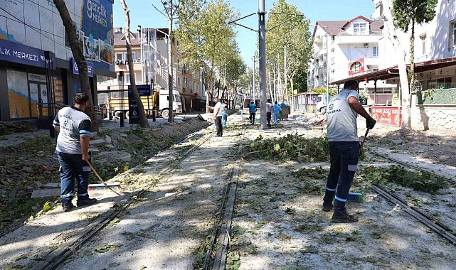 Alikahya Tramvay Hattı'nda ağaçlar budanıyor