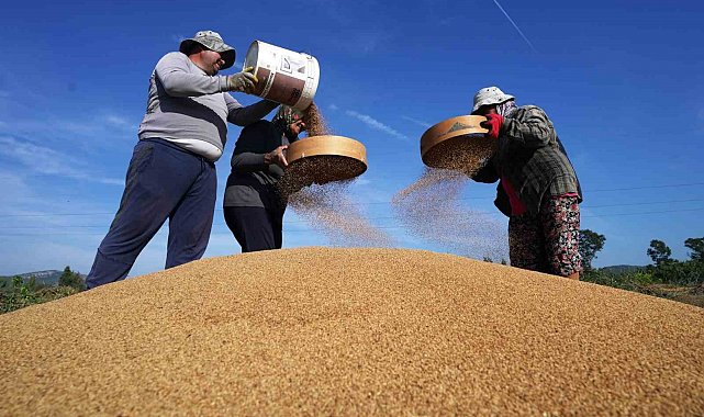 Altın susamda 'Deli Mehmet' bereketi