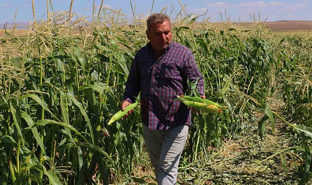 Ankara'da mısır hasadı başladı