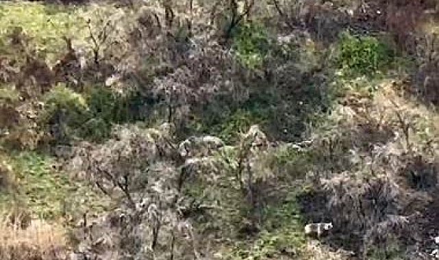 Anne boz ayı 2 yavrusuyla kayalıklarda ilerlerken görüntülendi