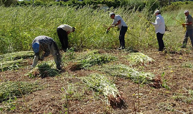 Antalya'da altın susamda hasat başladı