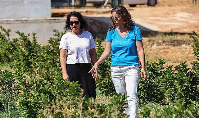 Antalya'da aronya ve böğürtlen hasadı bereketi