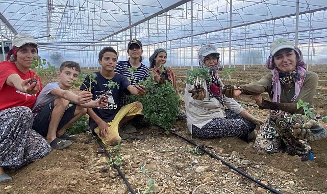 Antalya'da güzlük fide dikimleri başladı