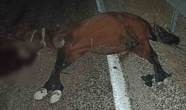 Aracın çarptığı at telef oldu