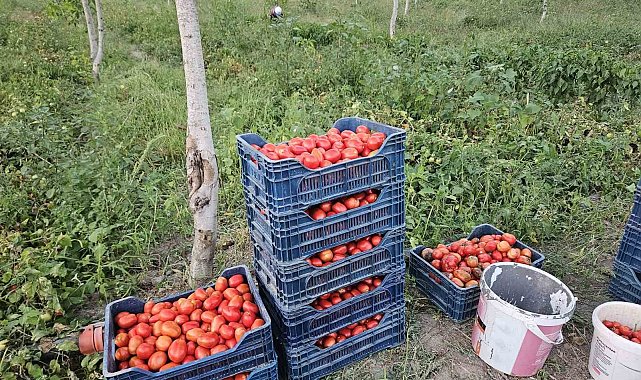 Aroması ve lezzetiyle bilinen Sındırgı domatesi 4 lira
