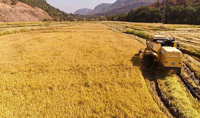 Aşırı sıcaklar "beyaz altın" çeltikte verimliliği düşürdü