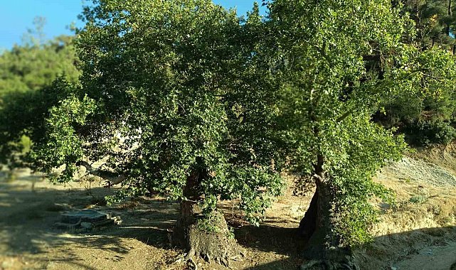 Asırlık çınar ağaçların koruma altına alınması isteniyor