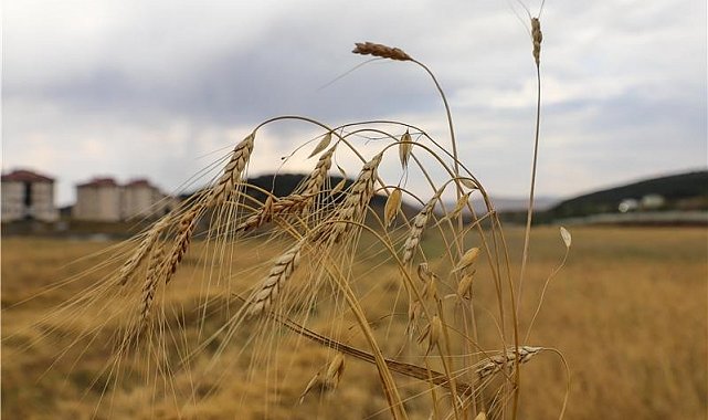 Ata Tohumu Kavılcanın hasadı başladı