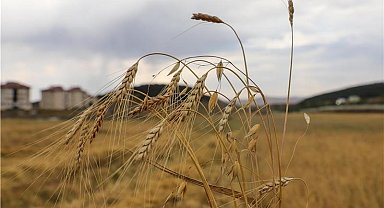 Ata Tohumu Kavılcanın hasadı başladı