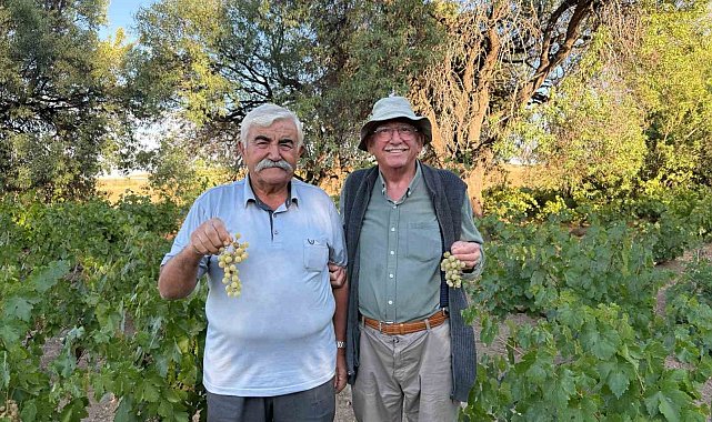 Ata tohumundan elde edilen üzümler lezzetiyle dikkat çekiyor